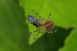 © Savo Ilic/Wirestock - Spider eating a bug on a web