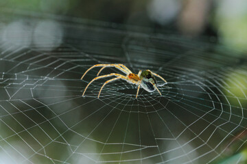 Poster - Spider eating a bug on a web