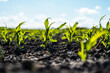 Growing young green corn seedling sprouts in cultivated agricultural farm field, shallow depth of field. Agricultural scene with corn's sprouts in earth closeup.