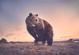 Fototapeta  - Brown bear in a field at sunset
