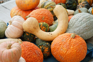 Wall Mural - pumpkin harvest in autumn season