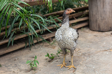 Poster - Closeup shot of a hen during the daytime