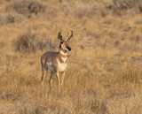 Fototapeta Sawanna - pronghorn antelope, bucks, 