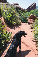 Black Labrador Retriever Dog On A Leash Goes For A Hike In Red Rocks Park In Colorado