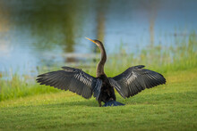 An Anhinga Is Posing On The Edge Of The Shore Of A Pond In Florida