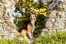 Portrait Of A Tricolor Border Collie Dog At A Autumn Landscape