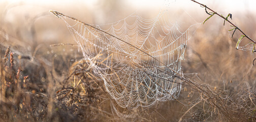 Wall Mural - Big beautiful spider web in dew drops at dawn in the field.