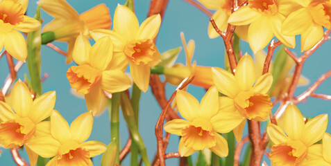 Wall Mural - Greeting banner or card March 8th, Mothers Day, Birthday. Yellow daffodils spring flowers full frame with golden branches