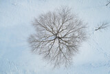 Fototapeta  - Winter tree with brances