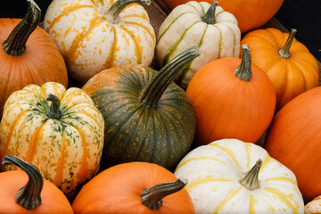 Sticker - Many various pumpkins background