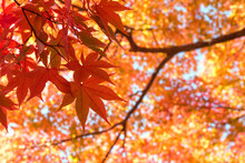 Autumn Japanese Maple Tree Background　紅葉したもみじの背景