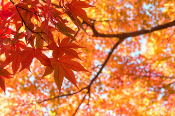 Wall Mural - Autumn Japanese maple tree background　紅葉したもみじの背景