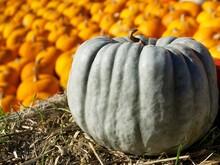 A Large Gray Pumpkin Lies On The Hay Against A Background Of Small Orange Pumpkins