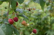 Czerwone owoce na krzaku maliny