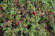 Czerwone owoce na krzewie żurawiny