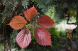 Czerwone jesienne liście winobluszczu pięciolistkowego