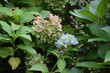 Różowe i niebieskie kwiaty hortensji ogrodowej