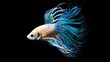 © Koko - The Crowntail Betta is colorful and swaying like a flame.