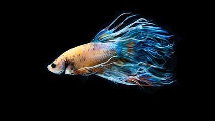 Wall Mural - The Crowntail Betta is colorful and swaying like a flame.