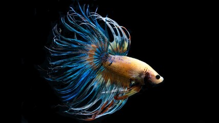 Wall Mural - The Crowntail Betta is colorful and swaying like a flame.