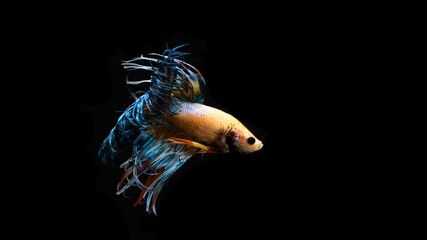 Wall Mural - The Crowntail Betta is colorful and swaying like a flame.