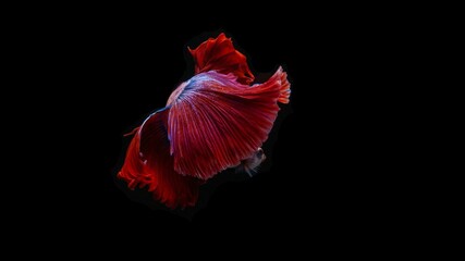 Wall Mural - red tail of betta fish that are freely swaying, naturally beautiful