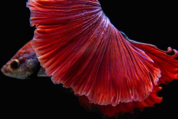 Wall Mural - red tail of betta fish that are freely swaying, naturally beautiful