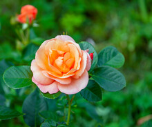 Young Blooming Rose Floribunda Bengali Variety Of Cordes Selection.