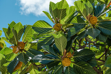 Wall Mural - Artocarpus treculianus is a species of plant in the family Moraceae. It is endemic to the Philippines. It is threatened by habitat loss. Local names include chipuho and tipuho.