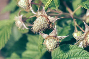Poster - Close up of beautiful fresh green raspberries on a raspberry bush, on a farm. Background fresh's young berries. Macro photography view.