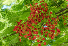 Delonix Regia Is A Species Of Flowering Plant In The Bean Family Fabaceae, Subfamily Caesalpinioideae Native To Madagascar. Royal Poinciana, Flamboyant, Flame Of The Forest, Or Flame Tree. Hawaii