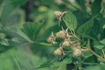 Poster - Beautiful fresh green raspberries on a raspberry bush, on a farm. Background fresh's young berries. Macro photography view.