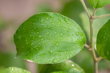 Wall Mural - Rain water drops collected on the green leaf of the tree