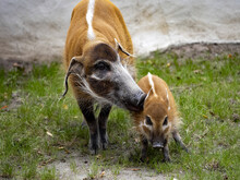 Red River Hog, Potamochoerus Porcus Porcus, Mother Teaches Piglets How To Look For Food