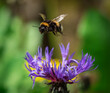 A cute bumblebee closeup in fly towards a flower at spring in saarland