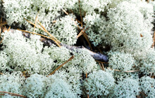Natural Natural Background Of Gray Lichens And Branches. Cladonia Prialpine Close - Up