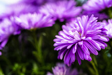 Close Up Of Purple Aster