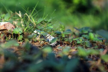 mushroom in the grass