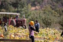 People In The Pumpkin Fields With A Tractor In The Background At The Autumn Festival
