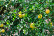 Citronnier épineux ou Oranger trifolié (Poncirus trifoliata) 