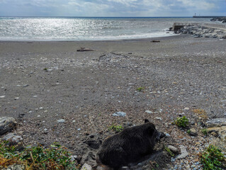 Canvas Print - Big Wild pig boar on the beach in Genoa town Italy