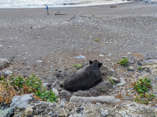 Canvas Print - Big Wild pig boar on the beach in Genoa town Italy