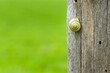 A grove snail on a wooden fence post in the countryside with a green copy space background