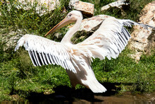 Pelican With Open Wings