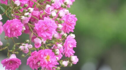 Wall Mural - Branch of pink roses in full bloom swaying in wind