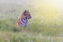 Side View Portrait Of Bengal Tiger Cub Sitting In Meadow Looking Ahead. Horizontally. 