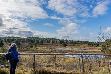 Schoorlse Duinen nature reserve with pine trees, blue sky, white clouds in the background, mature woman tourist standing admiring the landscape, sunny spring day in North Holland, Netherlands