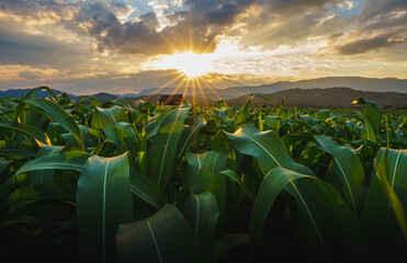 Wall Mural - green corn field in agricultural garden and light shines sunset