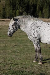 Wall Mural - Awesome and beautiful horses on the farm. Horse portrait in the mountains in Austria.