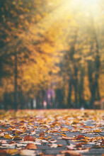 Autumn Leaves Lie On The Paving Stones In Sunlight In City Park, Autumn Background For Social Networks, Wallpaper For Smartphone Or Computer, Image Specially With Artificial Noise And Toned
